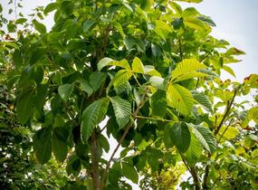 Jírovec maďal - Aesculus hippocastanum
