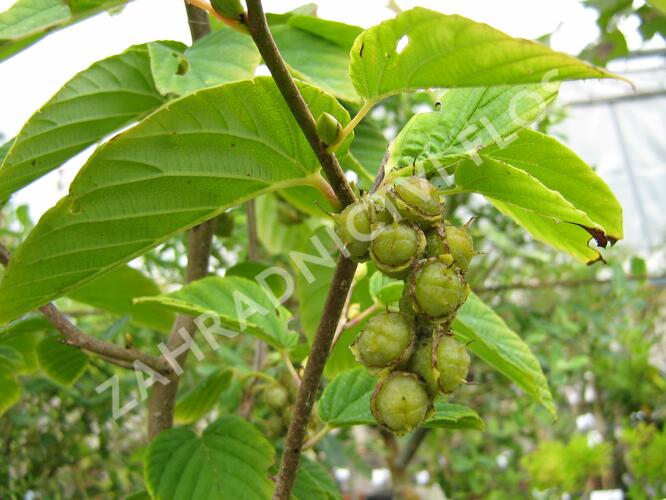 Lískovníček klasnatý - Corylopsis spicata