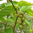 Lískovníček klasnatý - Corylopsis spicata