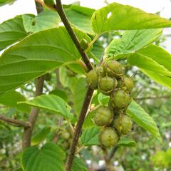 Lískovníček klasnatý - Corylopsis spicata