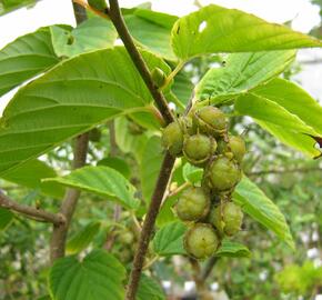 Lískovníček klasnatý - Corylopsis spicata