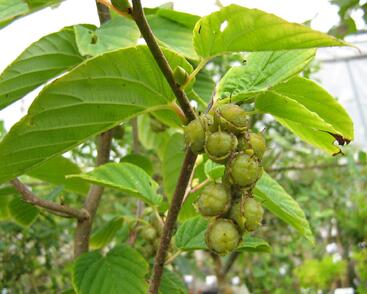 Lískovníček klasnatý