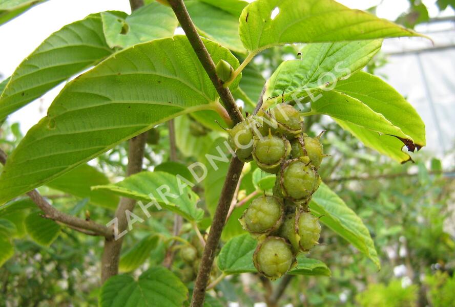 Lískovníček klasnatý - Corylopsis spicata