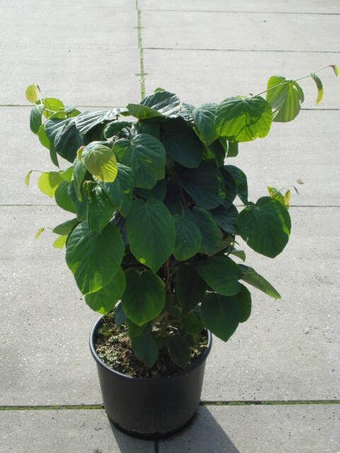 Lískovníček klasnatý - Corylopsis spicata