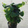 Lískovníček klasnatý - Corylopsis spicata