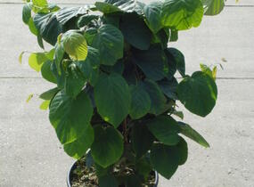 Lískovníček klasnatý - Corylopsis spicata
