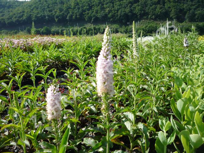 Rozrazil klasnatý 'Atomic White Ray' - Veronica spicata 'Atomic White Ray'