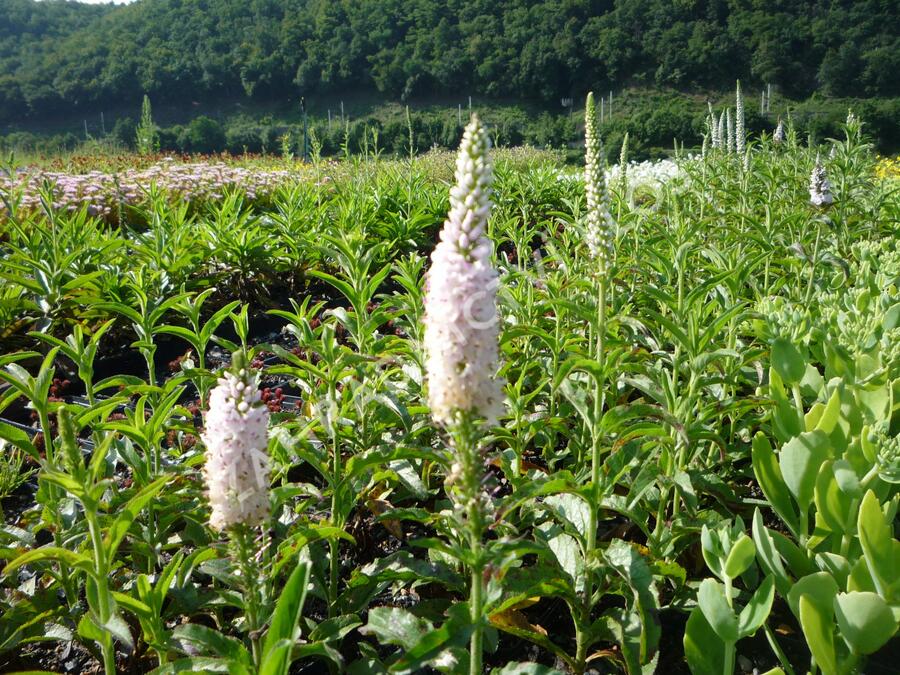 Rozrazil klasnatý 'Atomic White Ray' - Veronica spicata 'Atomic White Ray'