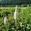 Rozrazil klasnatý 'Atomic White Ray' - Veronica spicata 'Atomic White Ray'