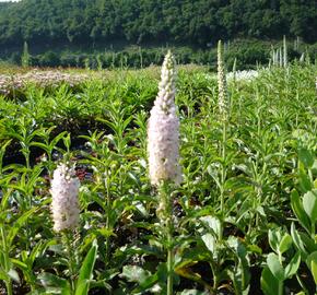 Rozrazil klasnatý 'Atomic White Ray' - Veronica spicata 'Atomic White Ray'