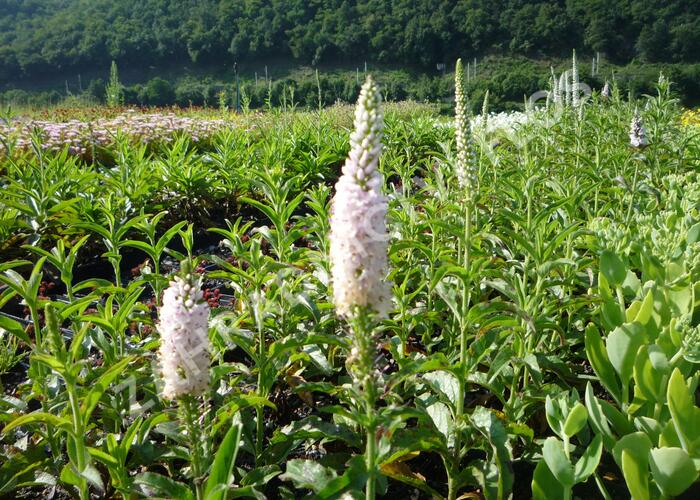 Rozrazil klasnatý 'Atomic White Ray' - Veronica spicata 'Atomic White Ray'
