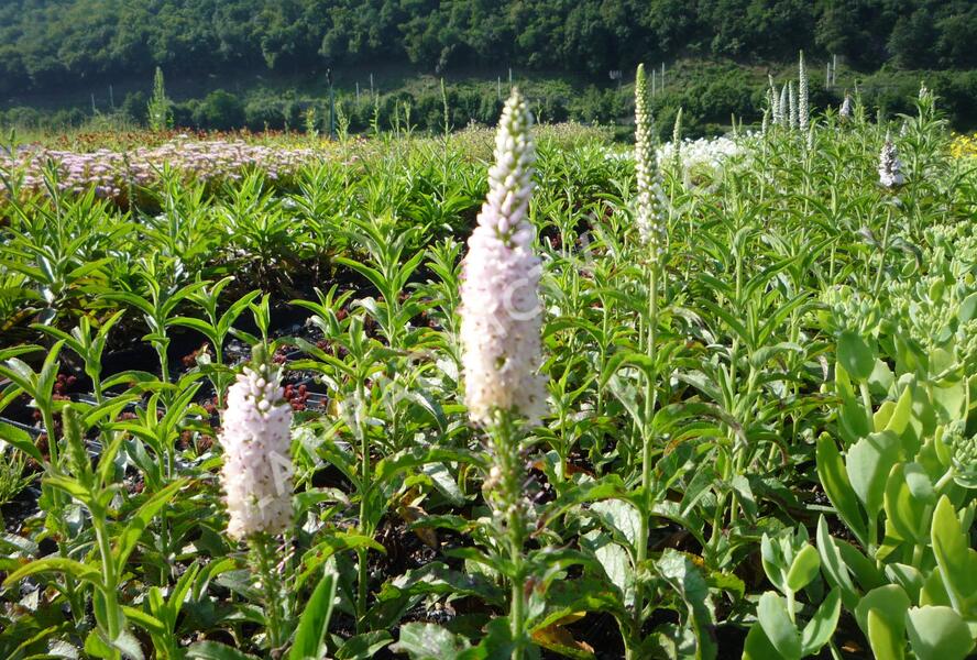 Rozrazil klasnatý 'Atomic White Ray' - Veronica spicata 'Atomic White Ray'