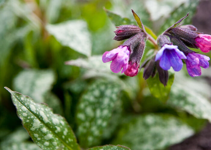 Plicník skvrnitý - Pulmonaria saccharata