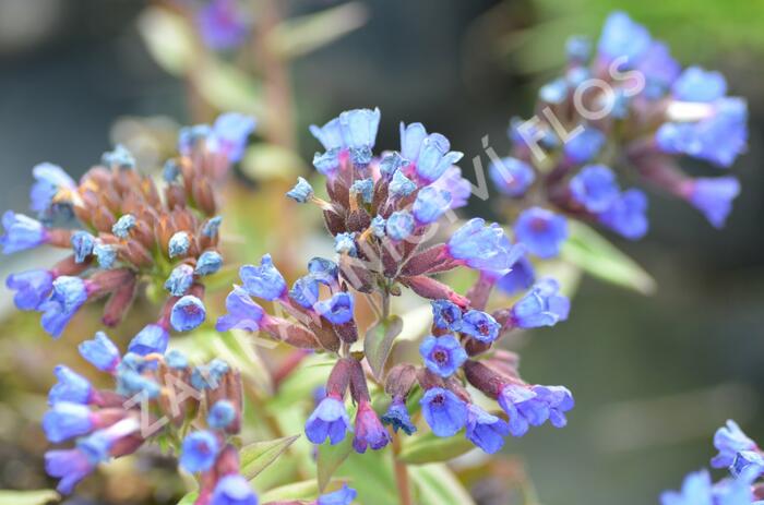 Plicník úzkolistý - Pulmonaria angustifolia