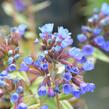 Plicník úzkolistý - Pulmonaria angustifolia