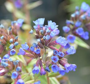 Plicník úzkolistý - Pulmonaria angustifolia