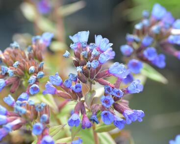 Plicník úzkolistý