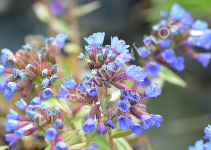 Plicník - Pulmonaria angustifolia