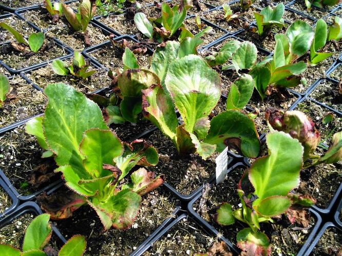 Bergénie 'Ice Queen' - Bergenia 'Ice Queen'