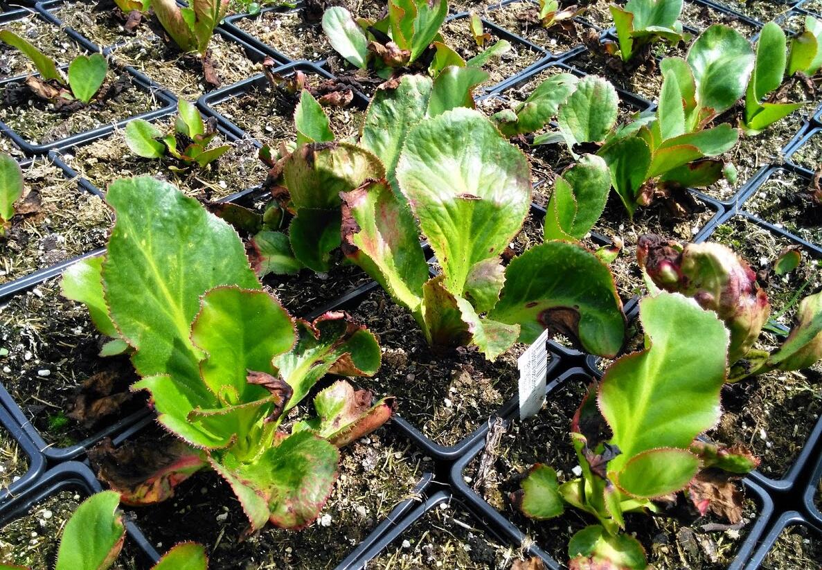 Bergénie 'Ice Queen' - Bergenia 'Ice Queen'