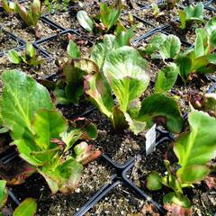 Bergénie 'Ice Queen' - Bergenia 'Ice Queen'