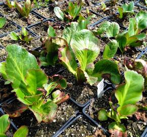 Bergénie 'Ice Queen'