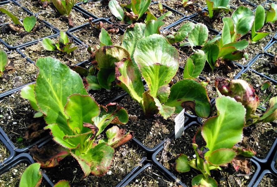 Bergénie 'Ice Queen' - Bergenia 'Ice Queen'