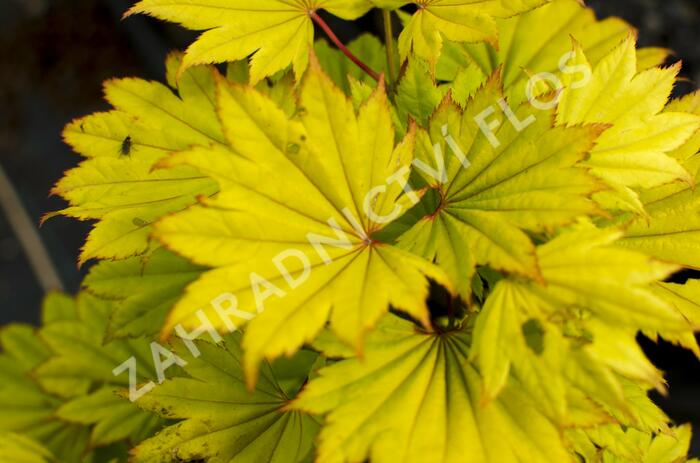 Javor shirasawanský 'Aureum' - Acer shirasawanum 'Aureum'