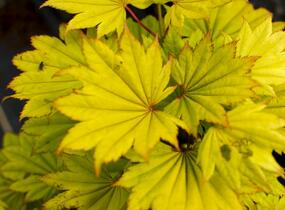 Javor shirasawanský 'Aureum' - Acer shirasawanum 'Aureum'