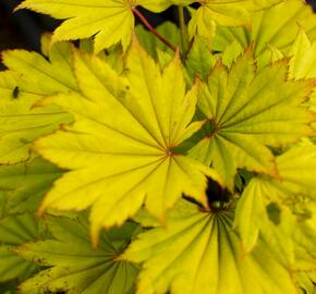 Javor shirasawanský 'Aureum' - Acer shirasawanum 'Aureum'