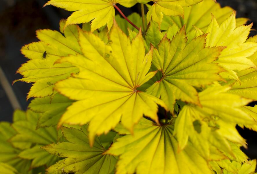 Javor shirasawanský 'Aureum' - Acer shirasawanum 'Aureum'