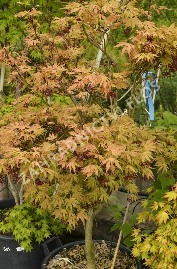 Javor shirasawanský 'Aureum' - Acer shirasawanum 'Aureum'