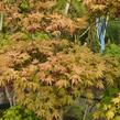 Javor shirasawanský 'Aureum' - Acer shirasawanum 'Aureum'