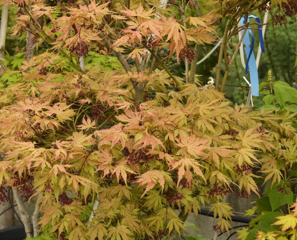 Javor shirasawanský 'Aureum' - Acer shirasawanum 'Aureum'