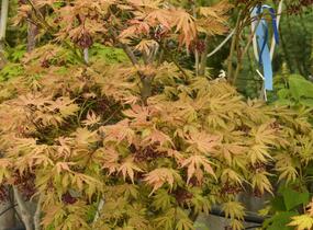 Javor shirasawanský 'Aureum' - Acer shirasawanum 'Aureum'