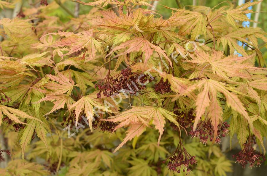 Javor shirasawanský 'Aureum' - Acer shirasawanum 'Aureum'