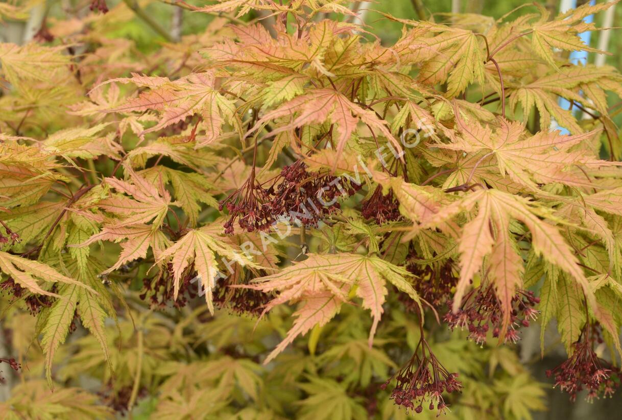 Javor shirasawanský 'Aureum' - Acer shirasawanum 'Aureum'