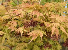 Javor shirasawanský 'Aureum' - Acer shirasawanum 'Aureum'