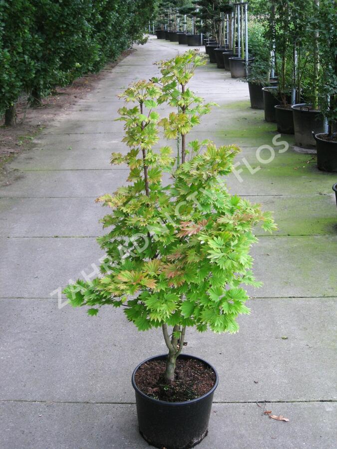 Javor shirasawanský 'Aureum' - Acer shirasawanum 'Aureum'
