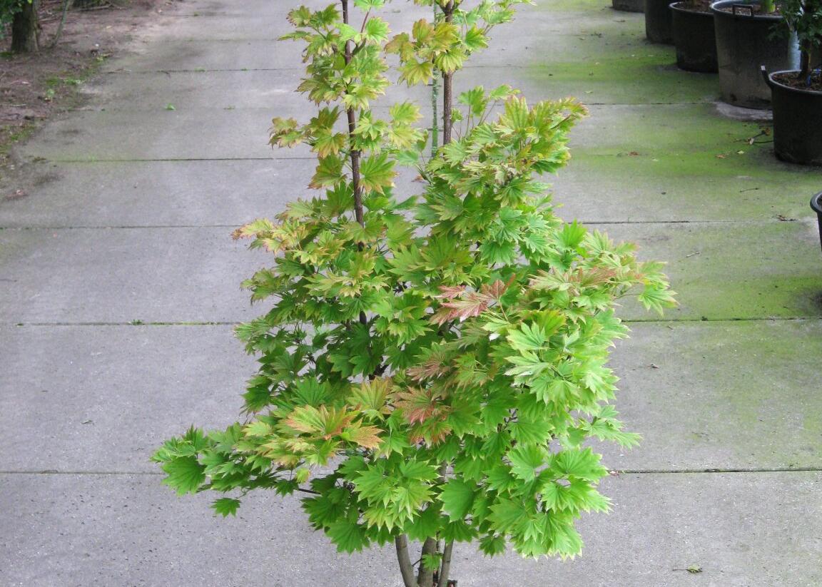 Javor shirasawanský 'Aureum' - Acer shirasawanum 'Aureum'