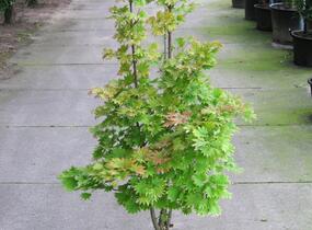 Javor shirasawanský 'Aureum' - Acer shirasawanum 'Aureum'