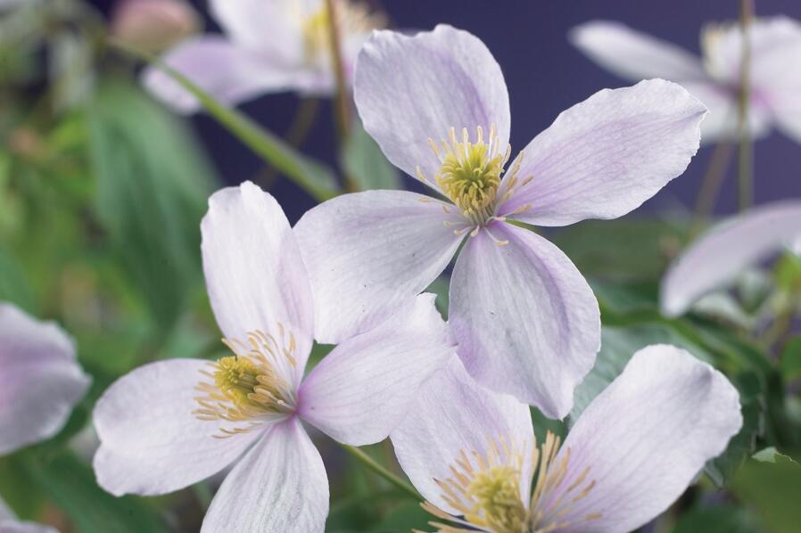 Plamének horský 'Pink Perfection' - Clematis montana 'Pink Perfection'