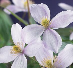 Plamének horský 'Pink Perfection' - Clematis montana 'Pink Perfection'