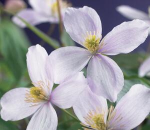 Plamének horský 'Pink Perfection' - Clematis montana 'Pink Perfection'