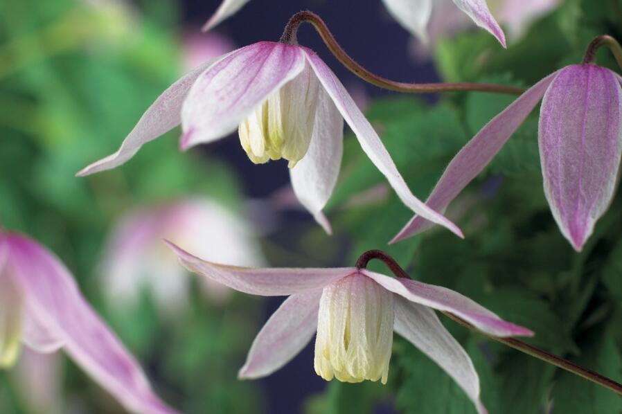 Plamének alpský 'Willy' - Clematis alpina 'Willy'