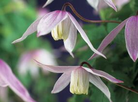 Plamének alpský 'Willy' - Clematis alpina 'Willy'