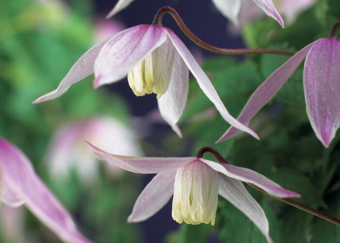 Plamének alpský 'Willy' - Clematis alpina 'Willy'