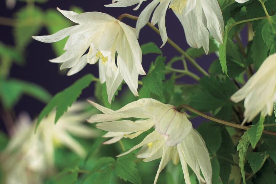 Plamének alpský 'Albina Plena' - Clematis alpina 'Albina Plena'