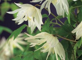 Plamének alpský 'Albina Plena' - Clematis alpina 'Albina Plena'