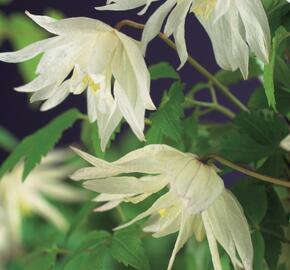 Plamének alpský 'Albina Plena' - Clematis alpina 'Albina Plena'